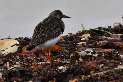 Tournepierre à collier