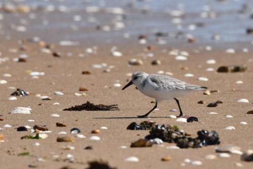 Bécasseau sanderling