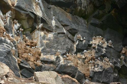 Mouettes tridactyles