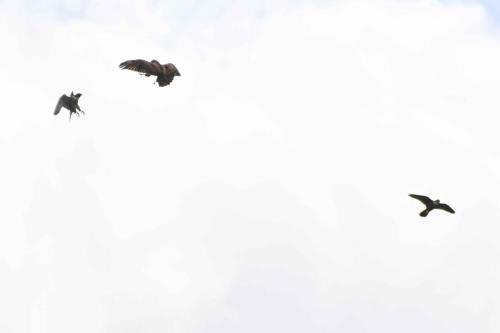 Faucons pélerins et buse variable