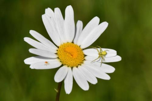 Thomise variable