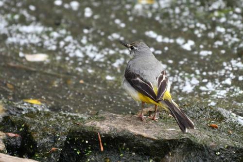Bergeronnette des ruisseaux