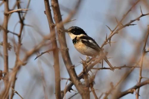 Pririt de Vieillot (femelle)