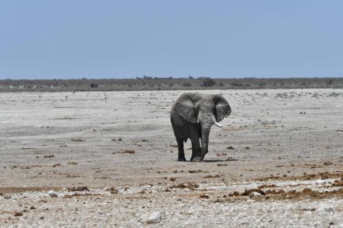 Elephant de savane
