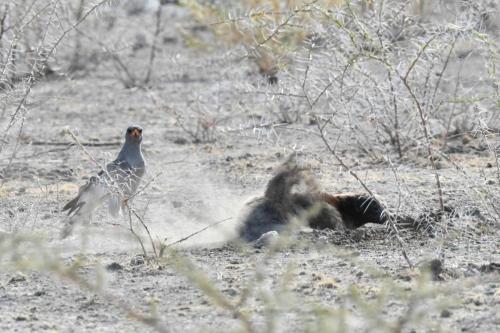 Ratel et autour chanteur
