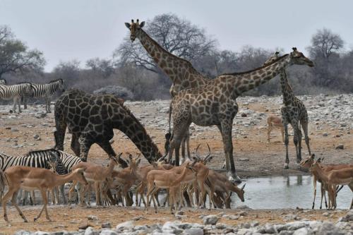 Girafes et impalas à face noire
