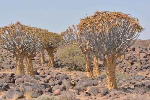 Quiver tree forest