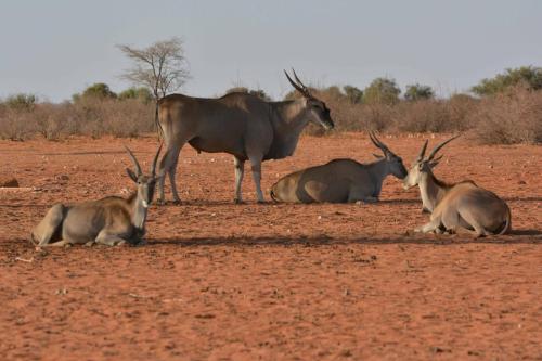 Elands du Cap