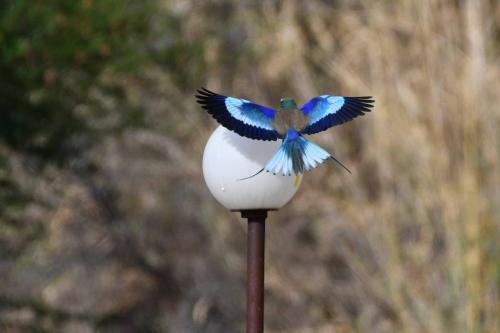 Rollier à longs brins