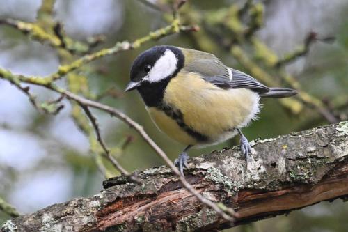Mésange charbonnière