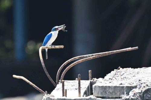 Martin-chasseur à collier blanc