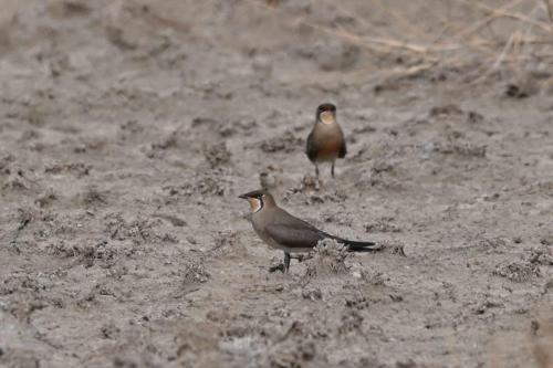 Glaréoles orientales