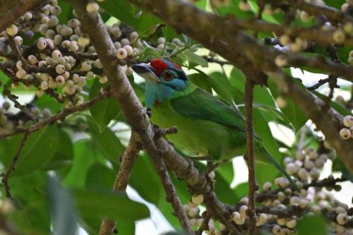 Barbu à gorge bleue