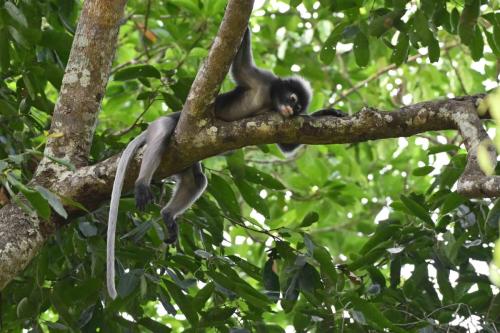 Semnopithèque obscur