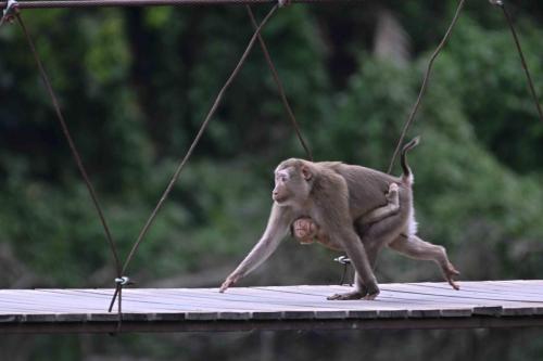 Macaques de Birmanie