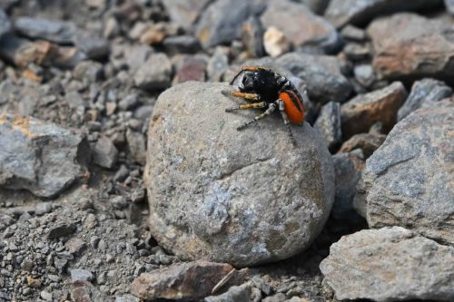 Saltique sanguinolent (Philaeus chrysops)