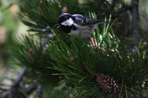 Mésange noire