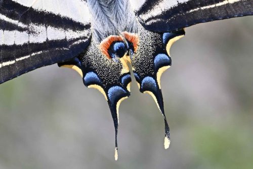 Voilier blanc (Iphiclides feisthamelii)