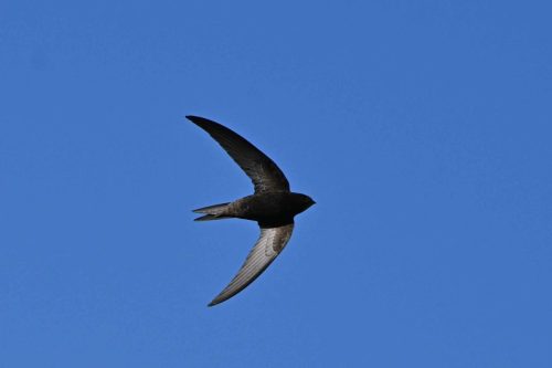 Martinet noir
