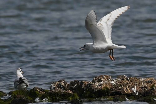 Mouettes rieuses