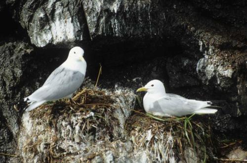 Mouettes tridactyles