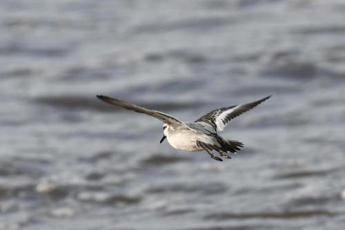 Phalarope à bec large