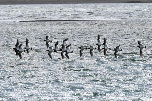 Huîtriers de Garnot