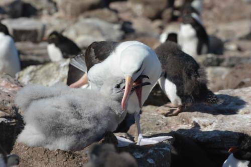 Albatros à sourcils noirs