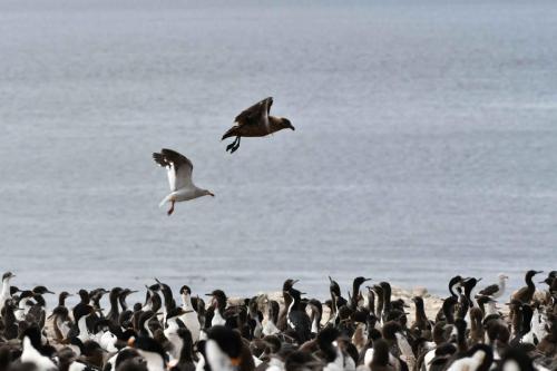 Goéland de Scoresby et Labbe antarctique sur colonie de Cormorans impériaux