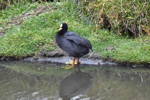 Foulque à jarretières