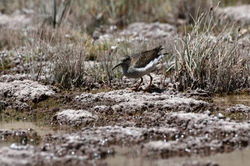 Pluvier des Andes (jeune)
