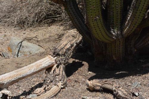 Cactus (Echinopsis chiloensis)