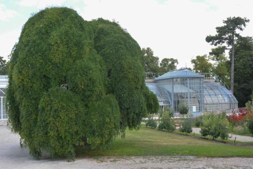 Sophora du Japon pleureur