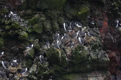 Guillemots de troïl et Pingouins torda