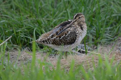 Bécassine des marais