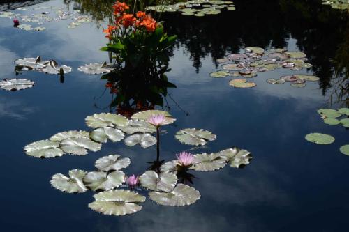 Jardin botanique