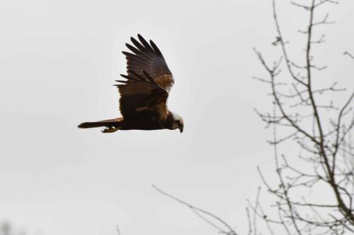 Busard des roseaux (femelle)