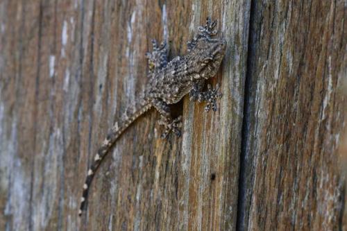 Tarente de Maurétanie (Tarentola mauritanica)