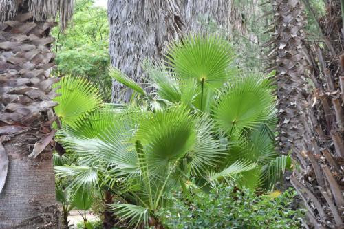 Jardin exotique de Ponteilla