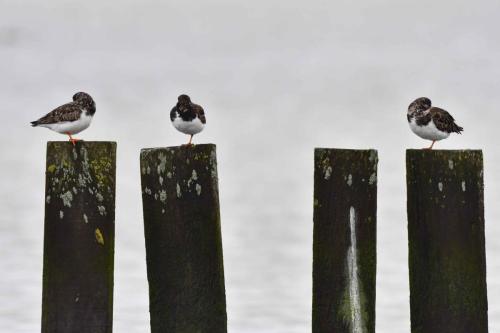 Tournepieres à collier