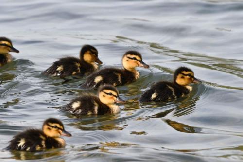 Canards colverts