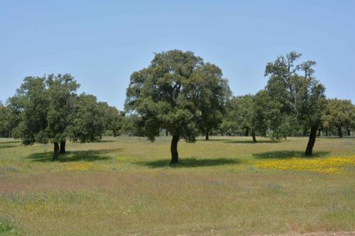 Parc national de Monfrague vers Portilla del Tiètar