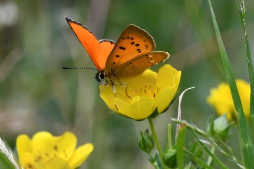cuivré de la verge d'or