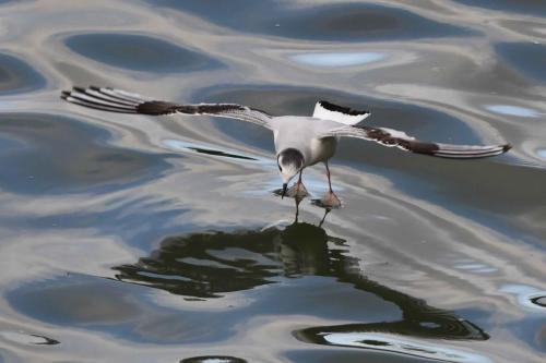 Mouette pygmée (1ère année)