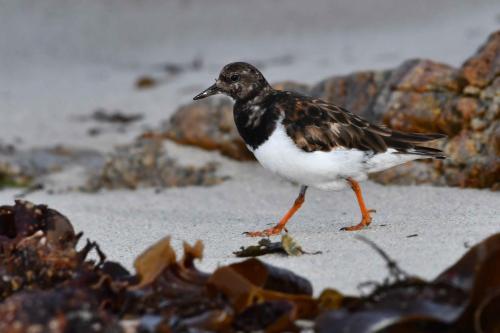 Tournepierre à collier
