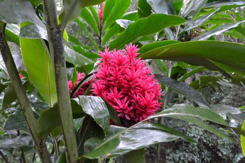 Alpinia purpurata