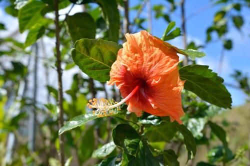 Hibiscus