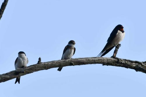 Hirondelle de fenêtre, hirondelle de rivage, hirondelle rustique