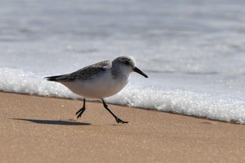 Bécasseau sanderling