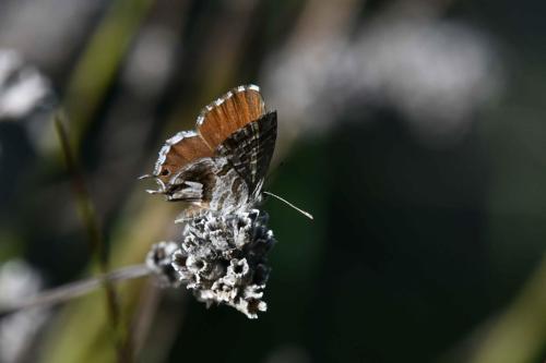 Brun des pélargoniums